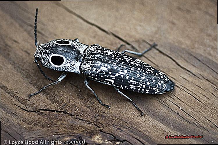 Are Click Beetles Harmful-2