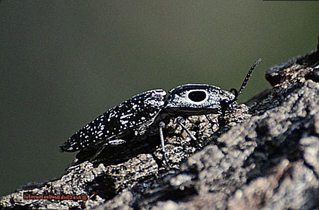 Are Click Beetles Harmful-3