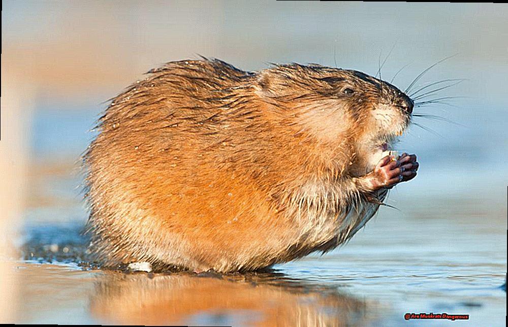 Are Muskrats Dangerous-3