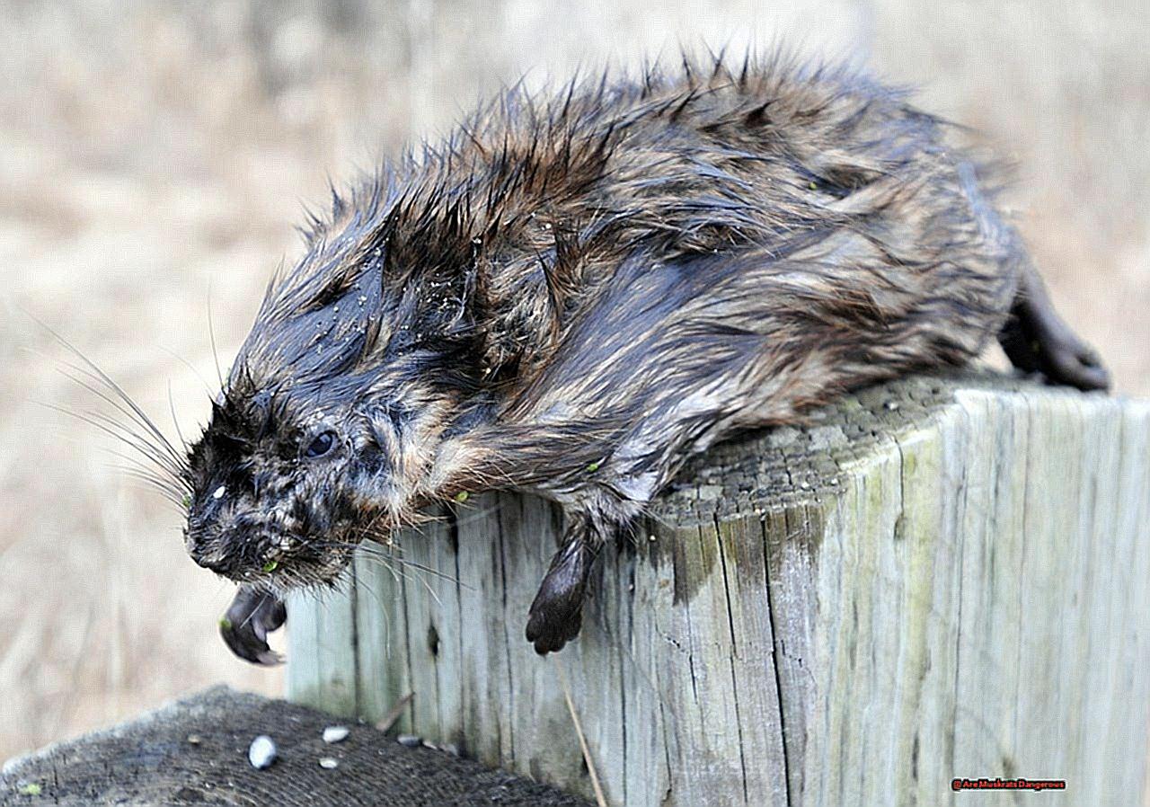 Are Muskrats Dangerous-2