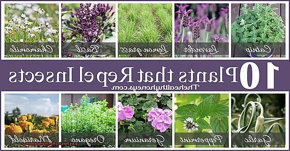 Are There Any Plant That Repel Bed Bugs-2