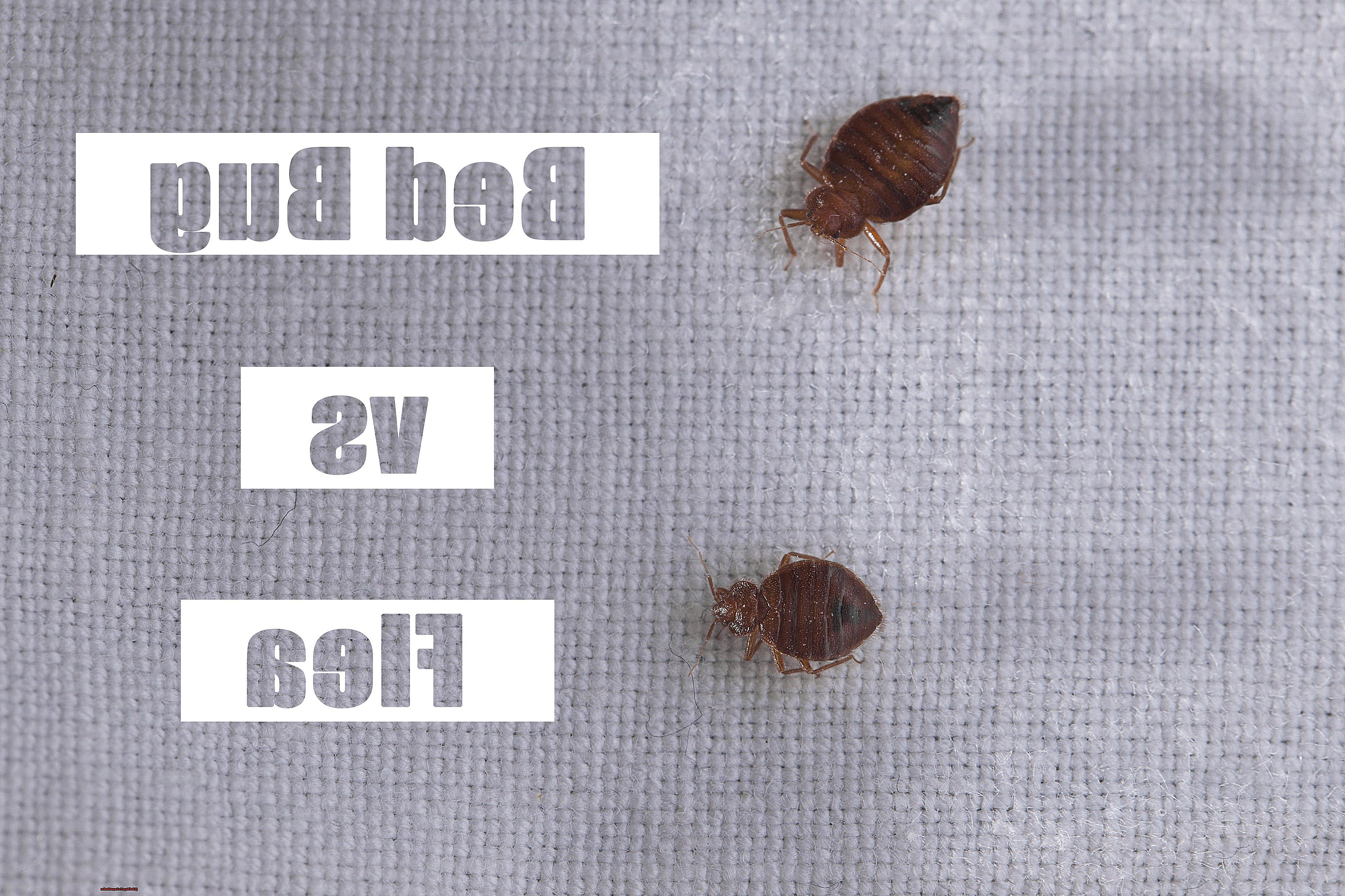 Bed Bugs Vs Carpet Beetles-2