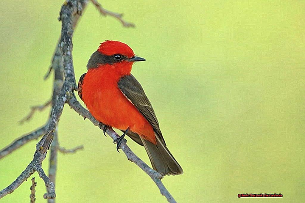 Birds That Look Like Cardinals-3