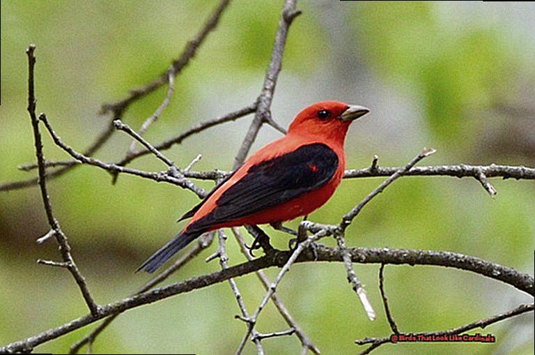 Birds That Look Like Cardinals-2