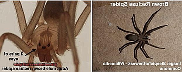 Brown Recluse Vs Wolf Spider-2
