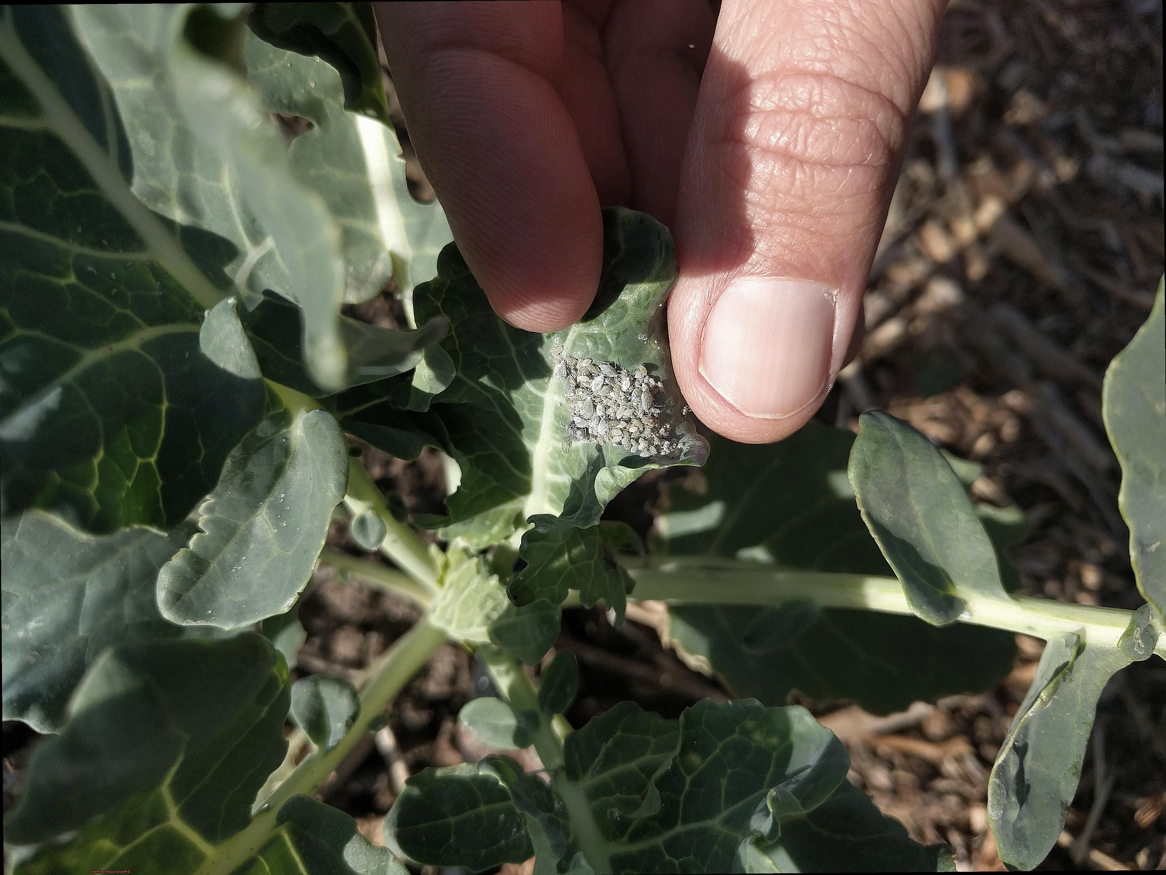 Bugs On Cauliflower Plants-2