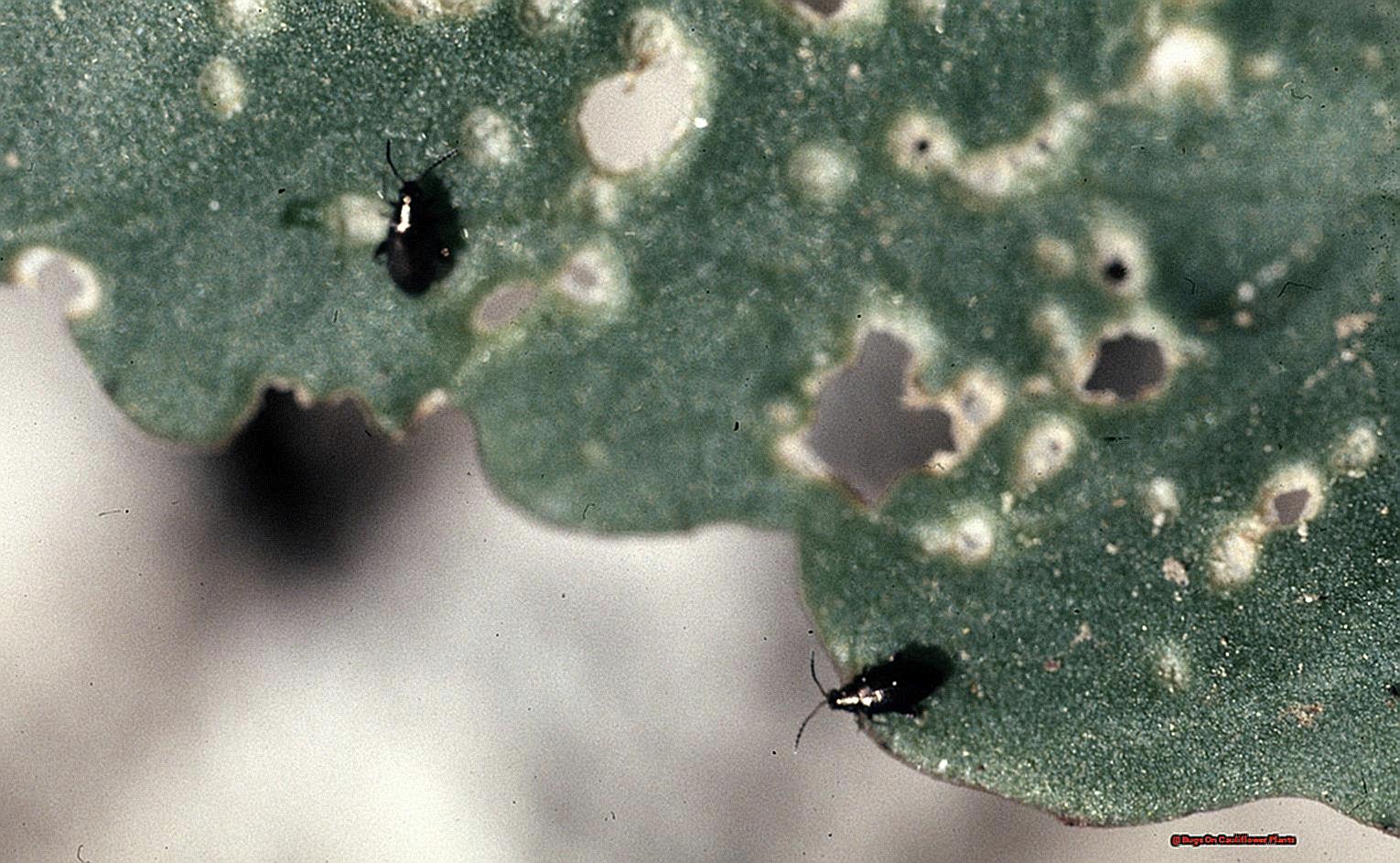 Bugs On Cauliflower Plants-4