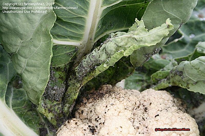 Bugs On Cauliflower Plants-3