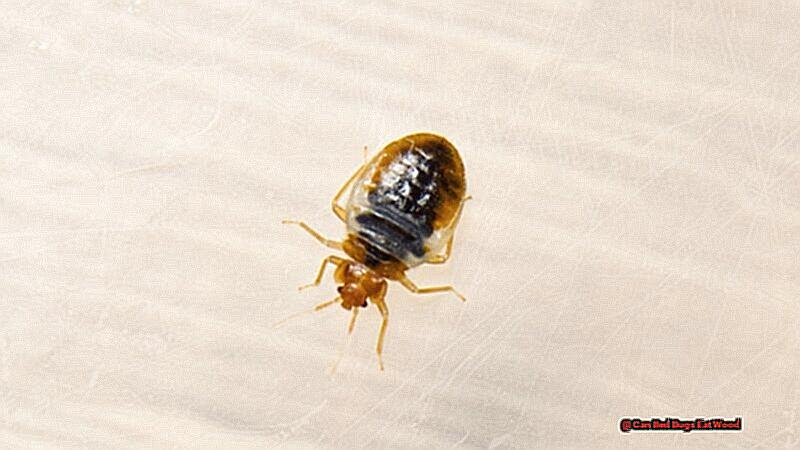 Can Bed Bugs Live In A Garage-2