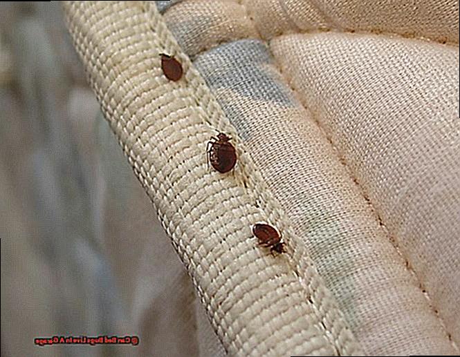 Can Bed Bugs Live In A Garage-3