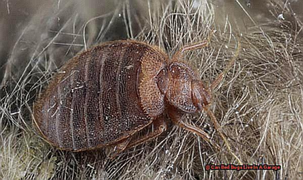 can bed bugs travel through vents