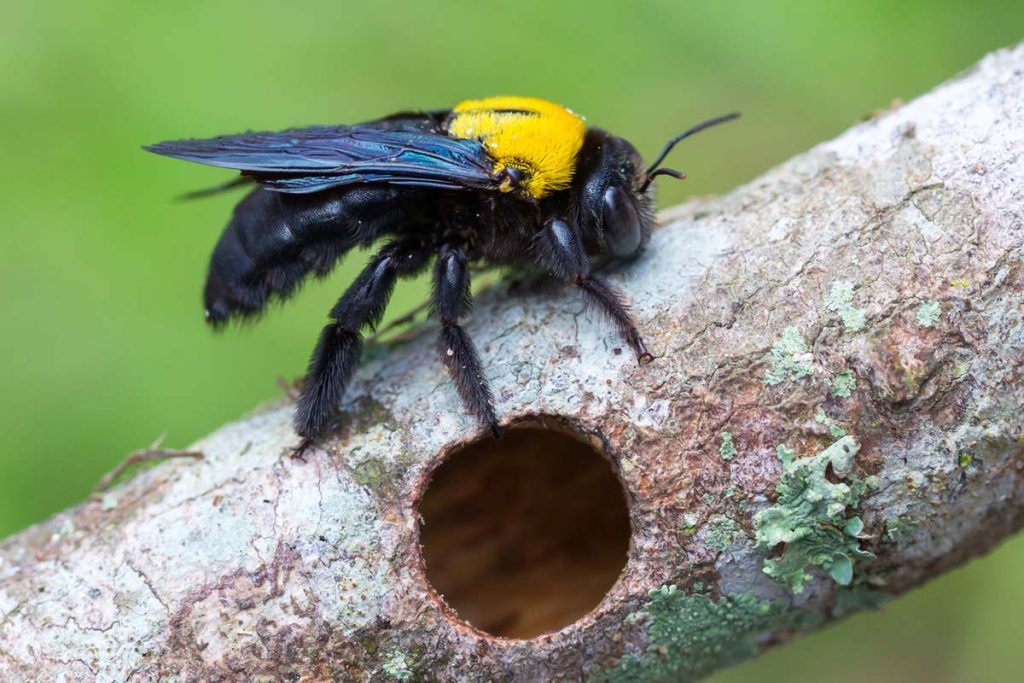 How To Get Rid Of Carpenter Bees Naturally