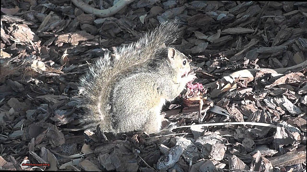 Will Squirrels Eat Birds-2