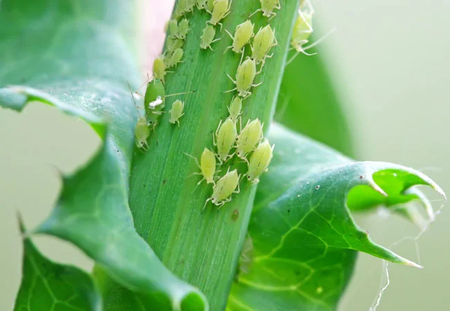 how to get rid of aphids naturally