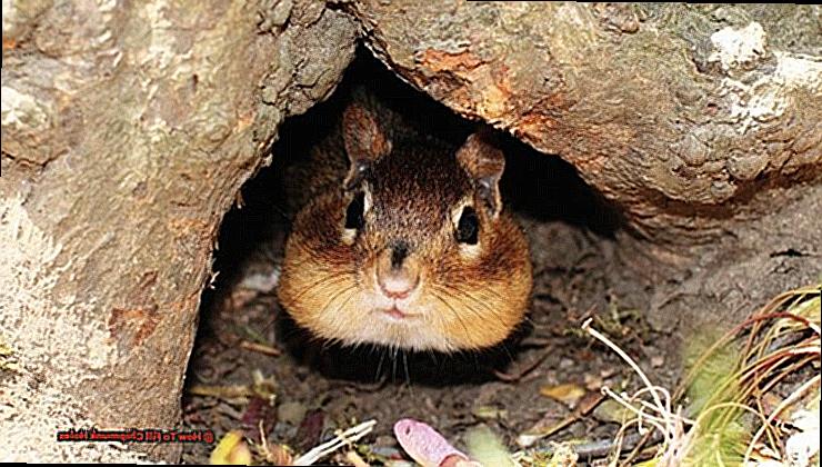 How To Fill Chipmunk Holes-2