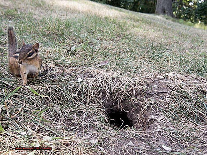How To Fill Chipmunk Holes-5