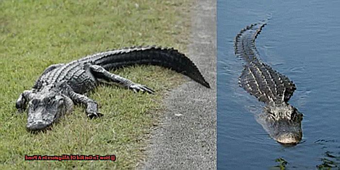 How To Get Rid Of Alligators In A Pond-2