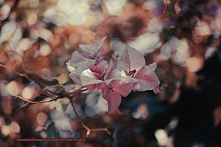 How To Get Rid Of Bugs On Bougainvillea Naturally-2