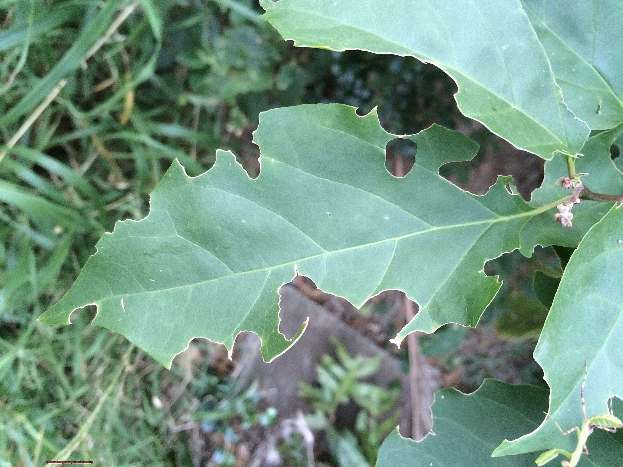 how to get rid of bugs on bougainvillea
