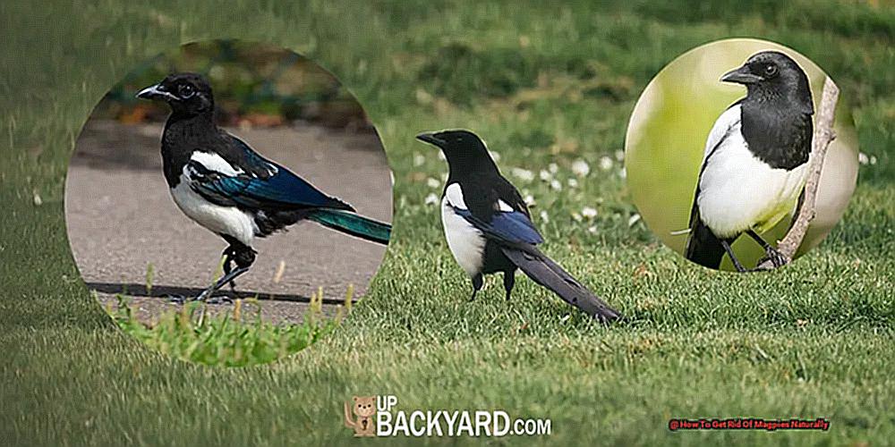 How To Get Rid Of Magpies Naturally-3