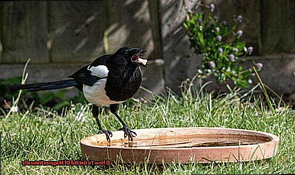 How To Get Rid Of Magpies Naturally-5