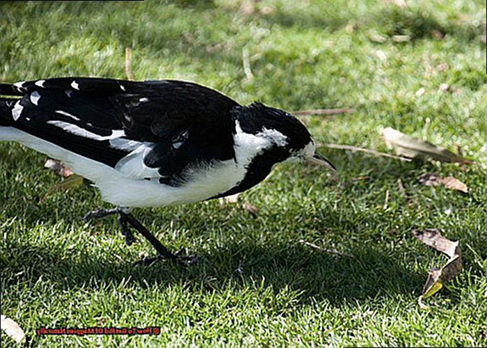 How To Get Rid Of Magpies Naturally-2
