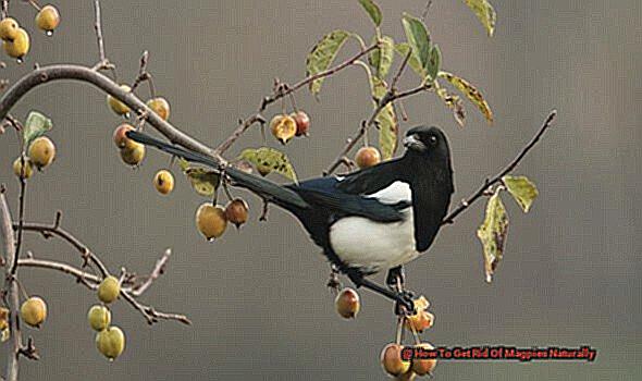 How To Get Rid Of Magpies Naturally-4