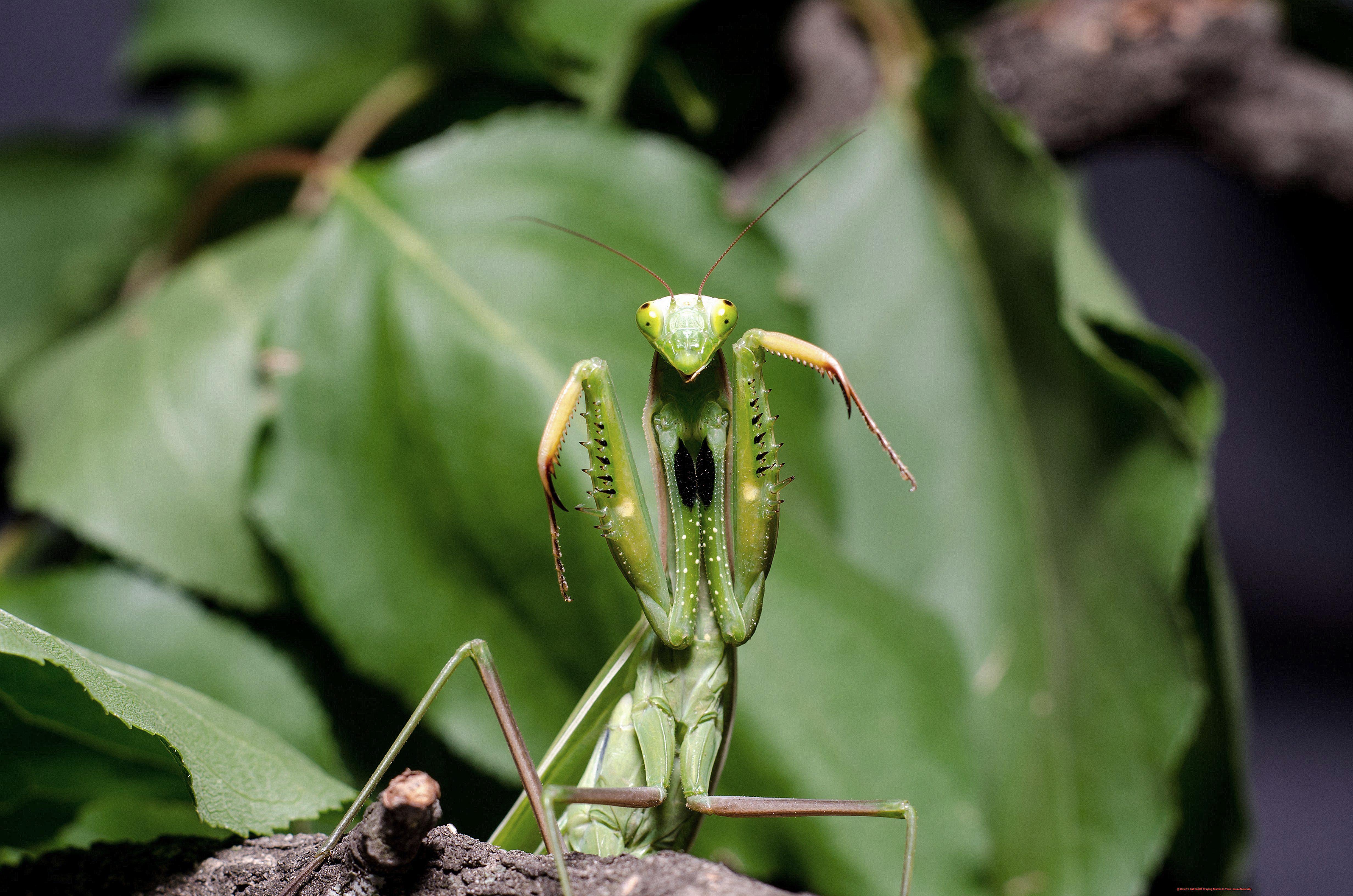 How To Get Rid Of Praying Mantis In Your House Naturally-3