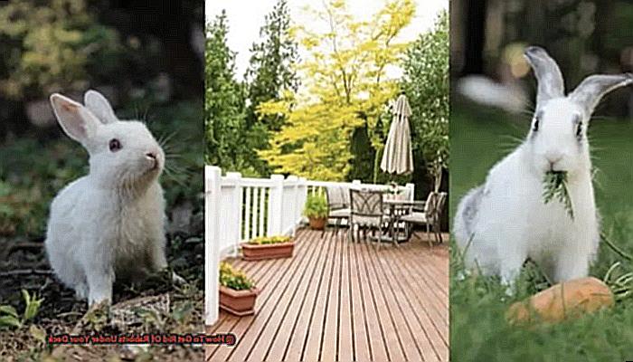 How To Get Rid Of Rabbits Under Your Deck-4
