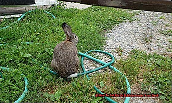 How To Get Rid Of Rabbits Under Your Deck-3