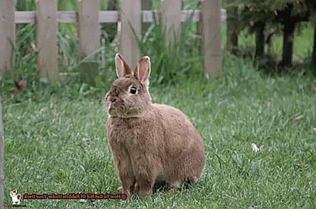 How To Get Rid Of Rabbits Under Your Deck-2