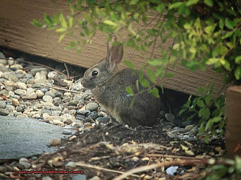 How To Get Rid Of Rabbits Under Your Deck-5