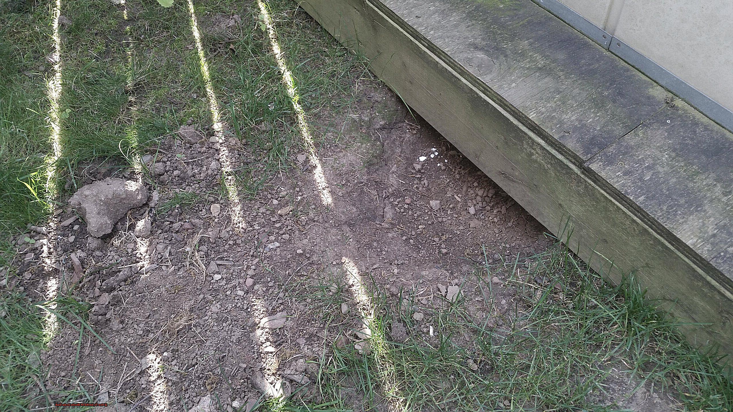 How To Get Rid Of Skunks Under Deck-2