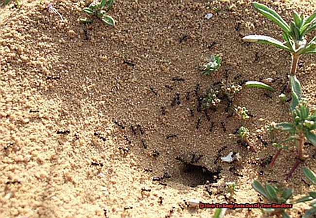 How To Keep Ants Out Of Your Sandbox-2