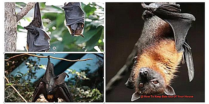 How To Keep Bats Out Of Your House-2