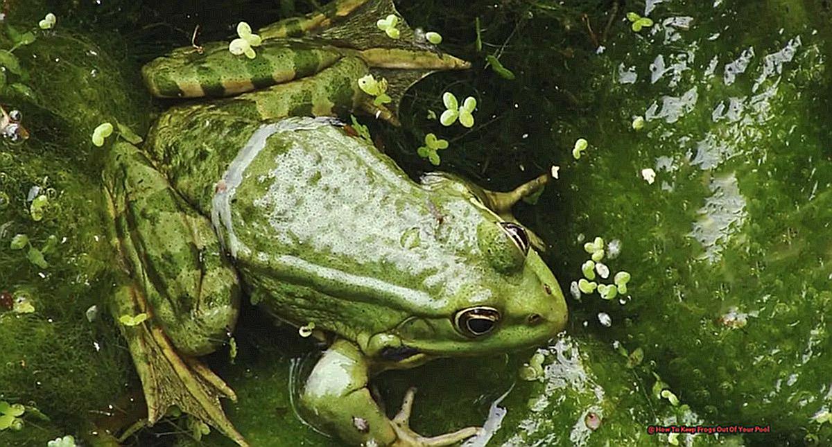 How To Keep Frogs Out Of Your Pool-4