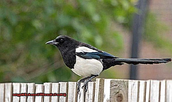 How To Scare Off Crows And Magpies-3