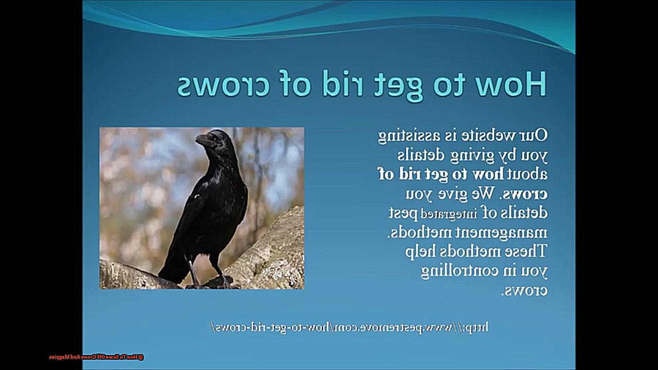 How To Scare Off Crows And Magpies-2