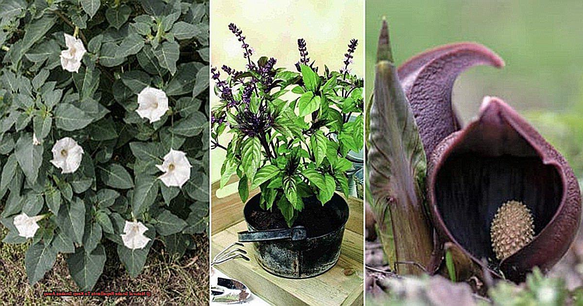 Natural Snake Repellents To Keep Snakes Away-7