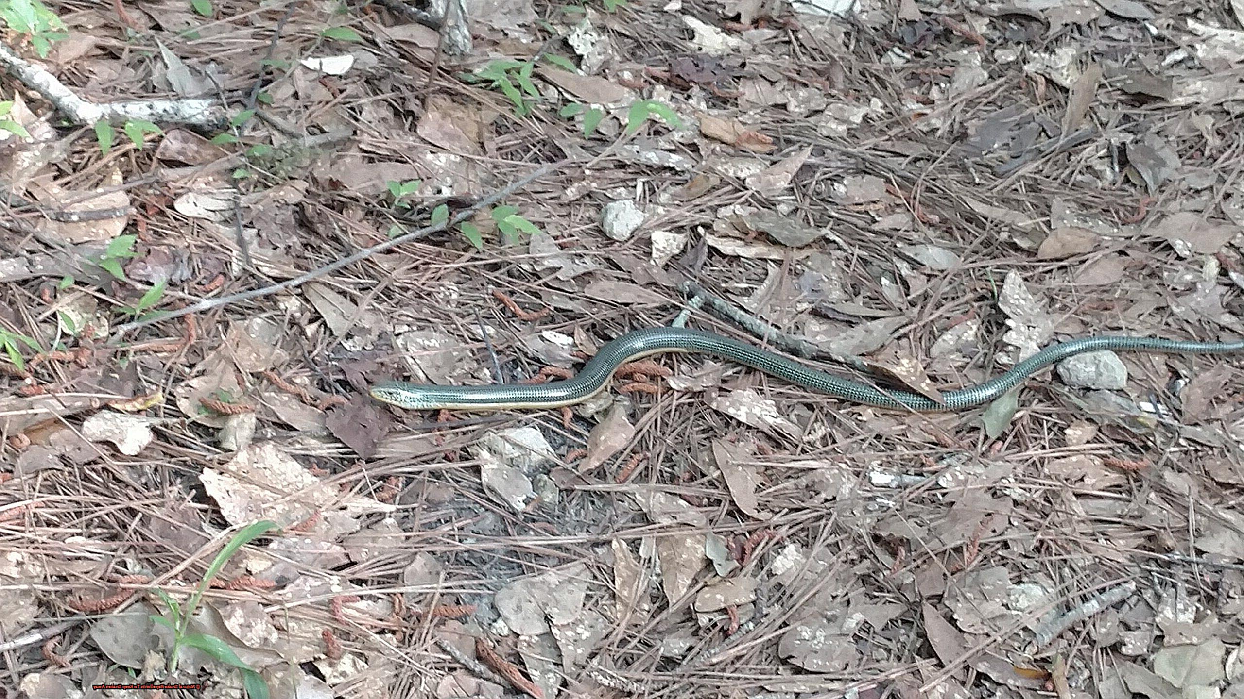 Natural Snake Repellents To Keep Snakes Away-6