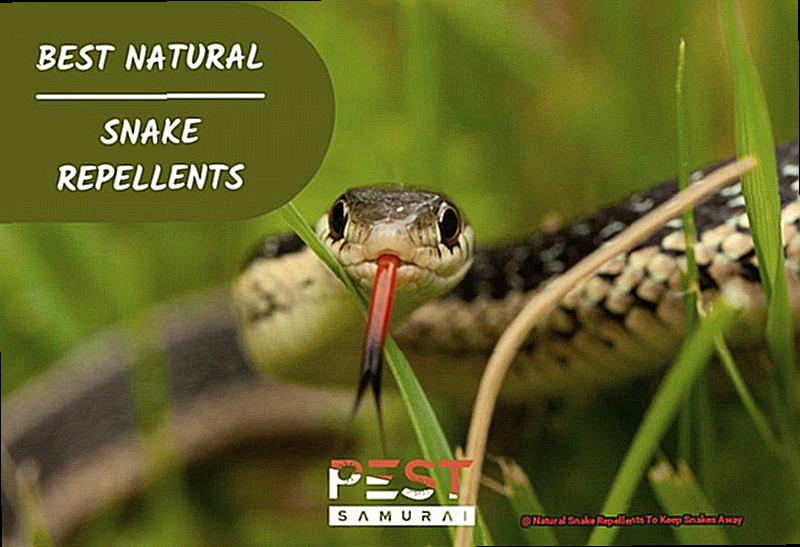 Natural Snake Repellents To Keep Snakes Away-2