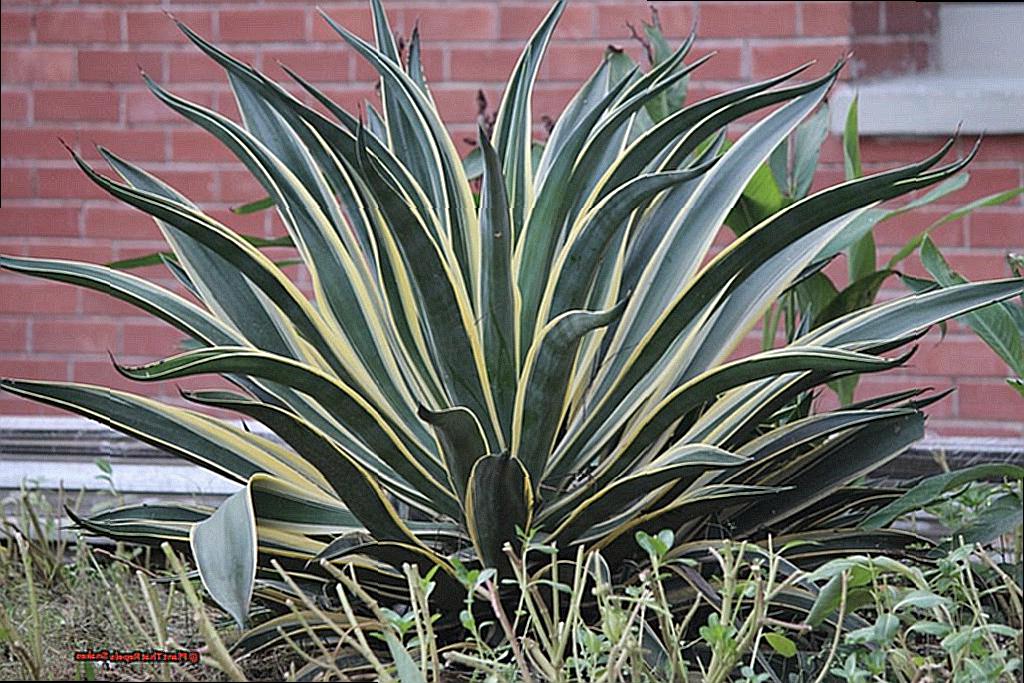 Plant That Repels Snakes-2